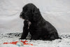 F1B Mini Labradoodle For Sale Fresno, OH Female- Oreo