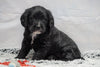 F1B Mini Labradoodle For Sale Fresno, OH Female- Oreo