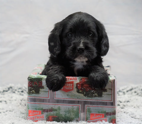 F1B Mini Labradoodle For Sale Fresno, OH Female- Oreo