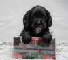 F1B Mini Labradoodle For Sale Fresno, OH Female- Oreo
