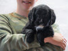 F1B Mini Labradoodle For Sale Fresno, OH Female- Oreo