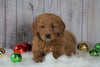 Mini Goldendoodle For Sale Millersburg, OH Male- Ollie