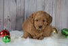 Mini Goldendoodle For Sale Millersburg, OH Female- Lucy