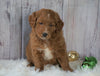 Mini Goldendoodle For Sale Millersburg OH Male- Copper