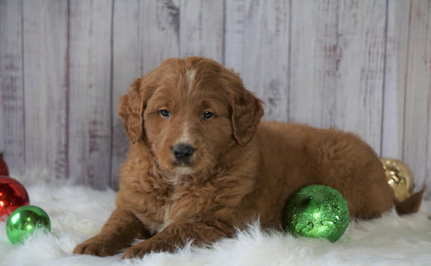 Mini Goldendoodle For Sale Millersburg OH Male- Copper