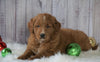 Mini Goldendoodle For Sale Millersburg OH Male- Copper