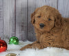 Mini Goldendoodle For Sale Millersburg, OH Female- Rosie