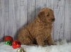 Mini Goldendoodle For Sale Millersburg, OH Female- Rosie
