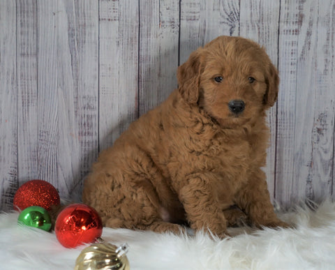Mini Goldendoodle For Sale Millersburg, OH Female- Rosie