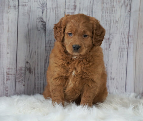 Mini Goldendoodle For Sale Millersburg, OH Female- Oakley