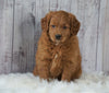 Mini Goldendoodle For Sale Millersburg, OH Female- Oakley
