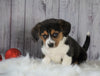 Beagle Mix Puppy For Sale Millersburg, OH Male- Archie