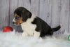 Beagle Mix Puppy For Sale Millersburg, OH Male- Archie