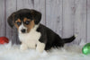 Beagle Mix Puppy For Sale Millersburg, OH Male- Archie
