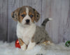 Beagle Mix Puppy For Sale Millersburg, OH Female- Holly