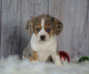 Beagle Mix Puppy For Sale Millersburg, OH Female- Holly