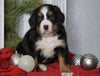 AKC Registered Bernese Mountain Dog For Sale Millersburg, OH Male- Rudolph
