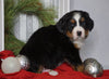 AKC Registered Bernese Mountain Dog For Sale Millersburg, OH Male- Rudolph