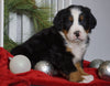 AKC Registered Bernese Mountain Dog For Sale Millersburg, OH Male- Donner