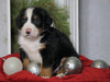 AKC Registered Bernese Mountain Dog For Sale Millersburg, OH Male- Charles