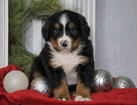 AKC Registered Bernese Mountain Dog For Sale Millersburg, OH Male- Sarge
