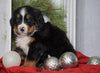 AKC Registered Bernese Mountain Dog For Sale Millersburg, OH Male- Sarge