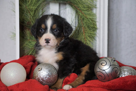 AKC Registered Bernese Mountain Dog For Sale Millersburg, OH Male- Elvis