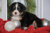 AKC Registered Bernese Mountain Dog For Sale Millersburg, OH Male- Elvis