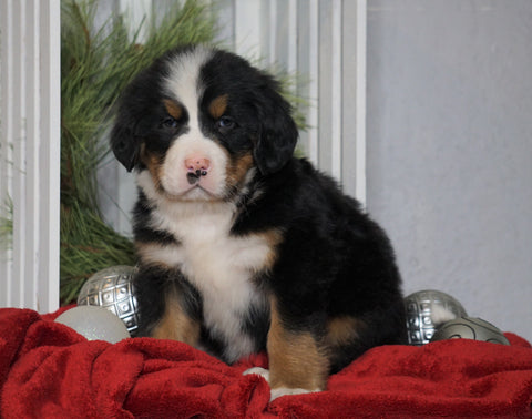 AKC Registered Bernese Mountain Dog For Sale Millersburg, OH Male- Rambo