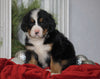 AKC Registered Bernese Mountain Dog For Sale Millersburg, OH Male- Rambo