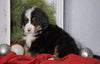 AKC Registered Bernese Mountain Dog For Sale Millersburg, OH Male- Rambo