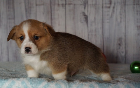 AKC Registered Pembroke Welsh Corgi For Sale Millersburg, OH Male- Prancer