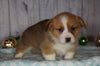 AKC Registered Pembroke Welsh Corgi For Sale Millersburg, OH Male- Prancer