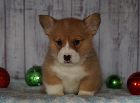 AKC Registered Pembroke Welsh Corgi For Sale Millersburg, OH Male- Ricky