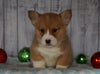 AKC Registered Pembroke Welsh Corgi For Sale Millersburg, OH Male- Ricky