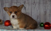 AKC Registered Pembroke Welsh Corgi For Sale Millersburg, OH Male- Ricky