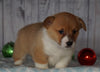 AKC Registered Pembroke Welsh Corgi For Sale Millersburg, OH Female- Joy