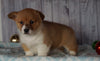 AKC Registered Pembroke Welsh Corgi For Sale Millersburg, OH Female- Joy