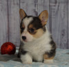 AKC Registered Pembroke Welsh Corgi For Sale Millersburg, OH Female- Holly