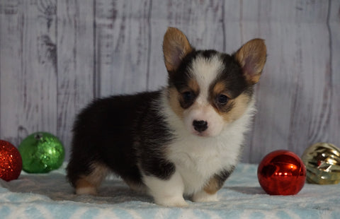 AKC Registered Pembroke Welsh Corgi For Sale Millersburg, OH Female- Holly
