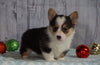 AKC Registered Pembroke Welsh Corgi For Sale Millersburg, OH Female- Holly