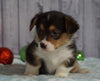 AKC Registered Pembroke Welsh Corgi For Sale Millersburg, OH Male- Rudolph