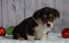 AKC Registered Pembroke Welsh Corgi For Sale Millersburg, OH Male- Rudolph