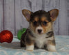 AKC Registered Pembroke Welsh Corgi For Sale Millersburg, OH Female- Lacey
