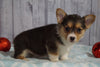AKC Registered Pembroke Welsh Corgi For Sale Millersburg, OH Female- Lacey