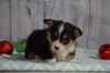 AKC Registered Pembroke Welsh Corgi For Sale Millersburg, OH Male- Theodore