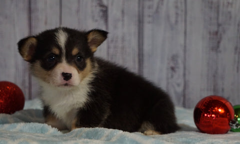 AKC Registered Pembroke Welsh Corgi For Sale Millersburg, OH Male- Theodore