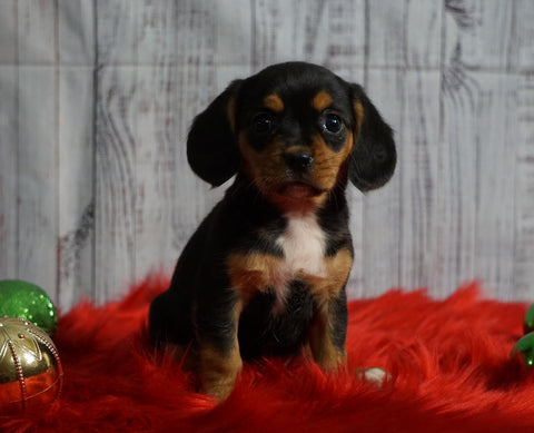 Beaglier For Sale Fredericksburg, OH Female- Jody