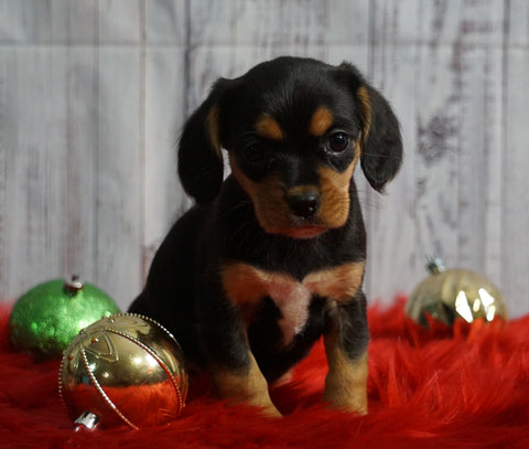 Beaglier For Sale Fredericksburg, OH Female- Ava