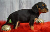 Beaglier For Sale Fredericksburg, OH Female- Ava